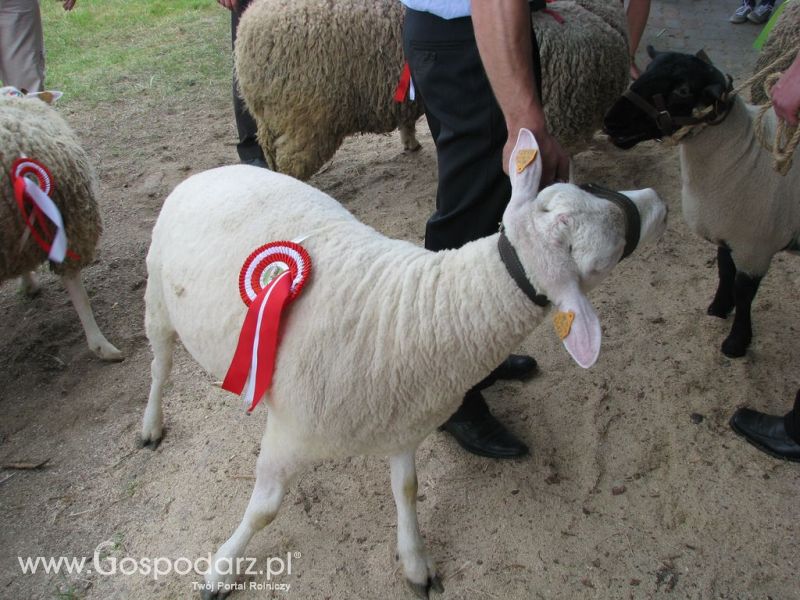 Owce- Szepietowo 2012 XIX Regionalna Wystawa Zwierząt Hodowlanych