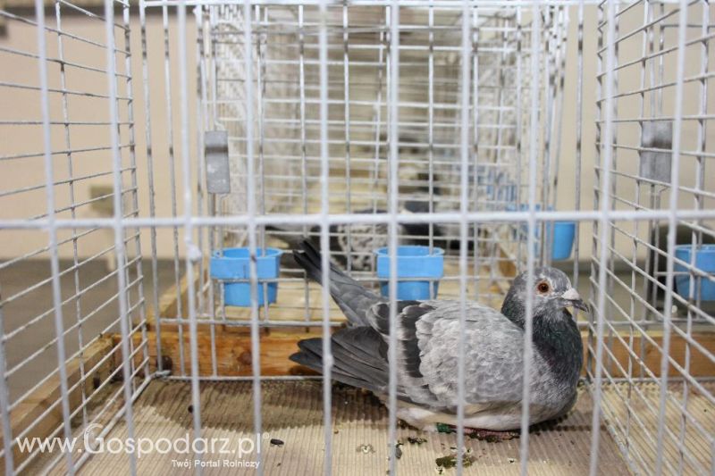 XXVI Krajowa Wystawa Zwierząt Hodowlanych - piątek