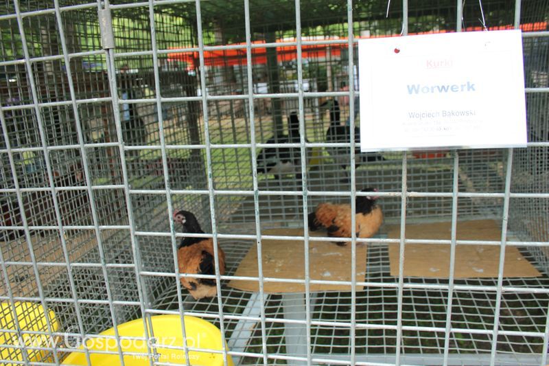 XX Targi Rolnicze Lubniewice - zwierzęta