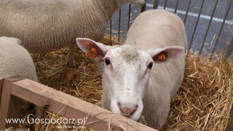 KWZH 2015. Bliskie spotkania ze zwierzętami hodowlanymi