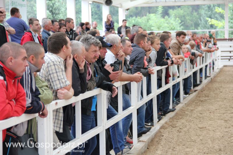 I Krajowa Wystawa Bydła Mięsnego w Sielinku - niedziela