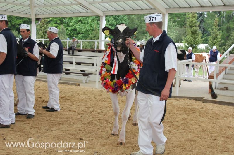 Prezentacja Championów na VII Ogólnopolskiej Wystawie Bydła Hodowlanego w Sielinku 2012