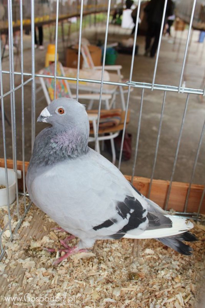 Wielkopolskie Targi Rolnicze „Sielinko 2011”  - Sobota