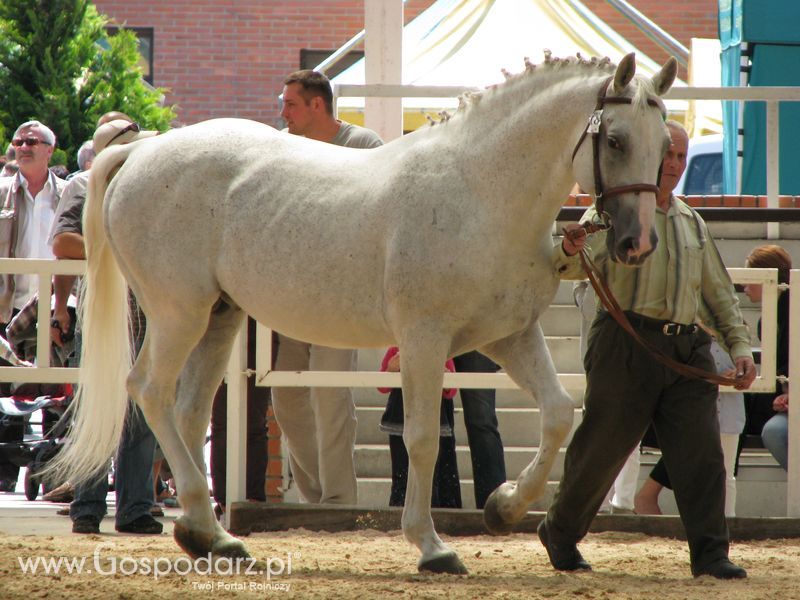 Wystawa Koni Sielinko 2011