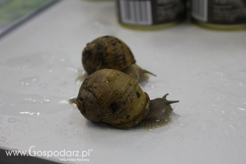 XXV Krajowa Wystawa Zwierząt Hodowlanych Niedziela