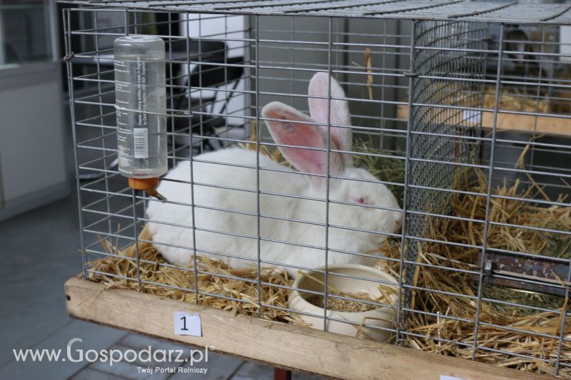 Krajowa Wystawa Zwierząt Hodowlanych w Poznaniu 2017 (piątek, 5 maja)