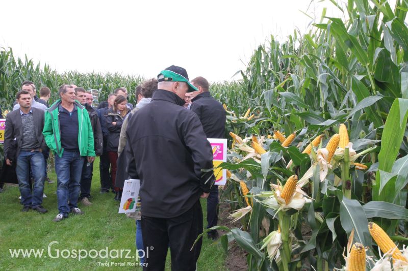 Poletka doświadczalne Caussade Nasiona w Dziećmiarkach 2017