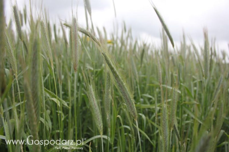 Polskie Zboża i Zielone Agro Show 2013