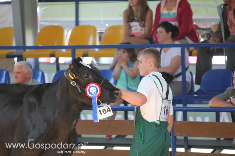 Wystawa zwierząt w Szepietowie