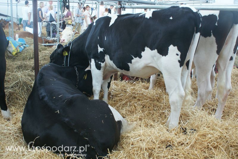 Bydło mleczne na XXV Krajowej Wystawie Zwierząt Hodowlanych