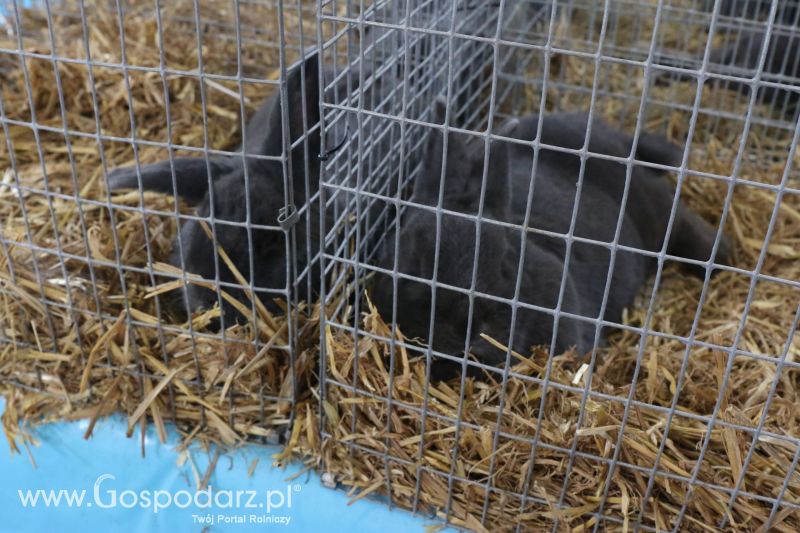 Krajowa Wystawa Zwierząt Hodowlanych w Poznaniu 2017 (sobota, 6 maja)