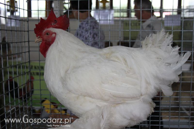 Drób - Szepietowo 2012 XIX Regionalna Wystawa Zwierząt Hodowlanych