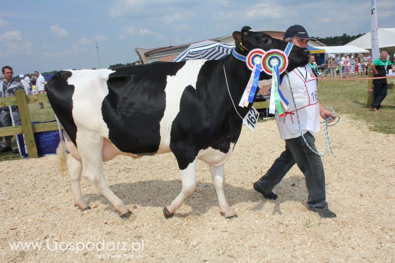 Superchampioni i championi Śląskiej Wystawy Bydła Mlecznego Opolagra 2011