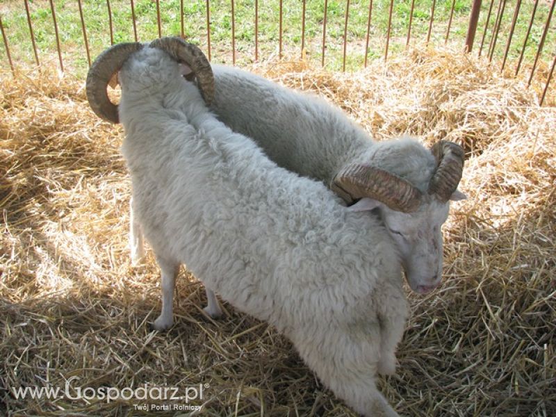 Krajowa Wystawa Ras Rodzimych Rudawka Rymanowska 2012