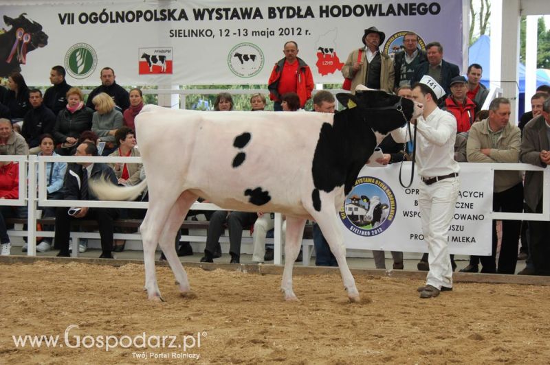 VII Ogólnopolska Wystawa Bydła Hodowlanego - Sielinko 2012