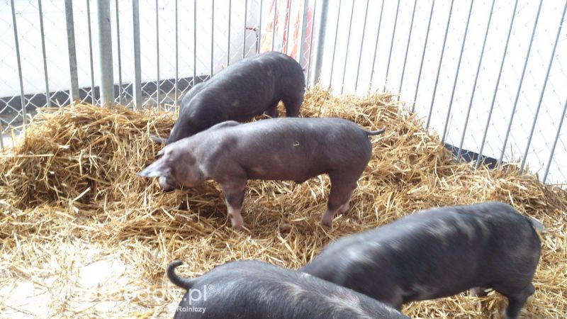 KWZH 2015. Bliskie spotkania ze zwierzętami hodowlanymi