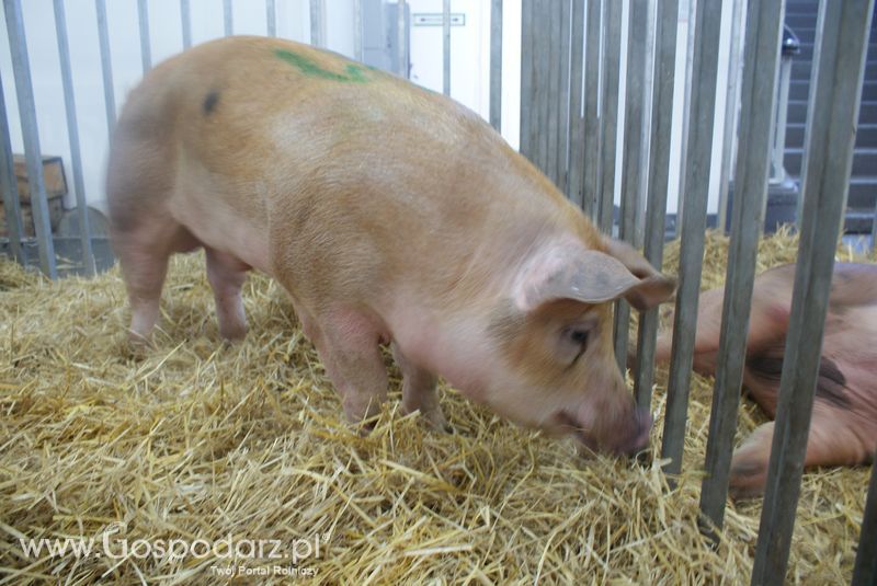 Lochy, knury na XXV Krajowej Wystawie Zwierząt Hodowlanych