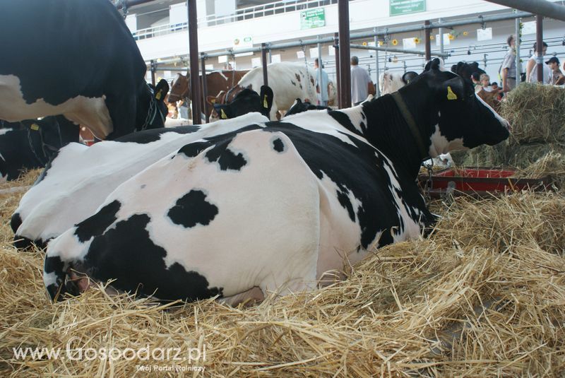 Bydło mleczne na XXV Krajowej Wystawie Zwierząt Hodowlanych