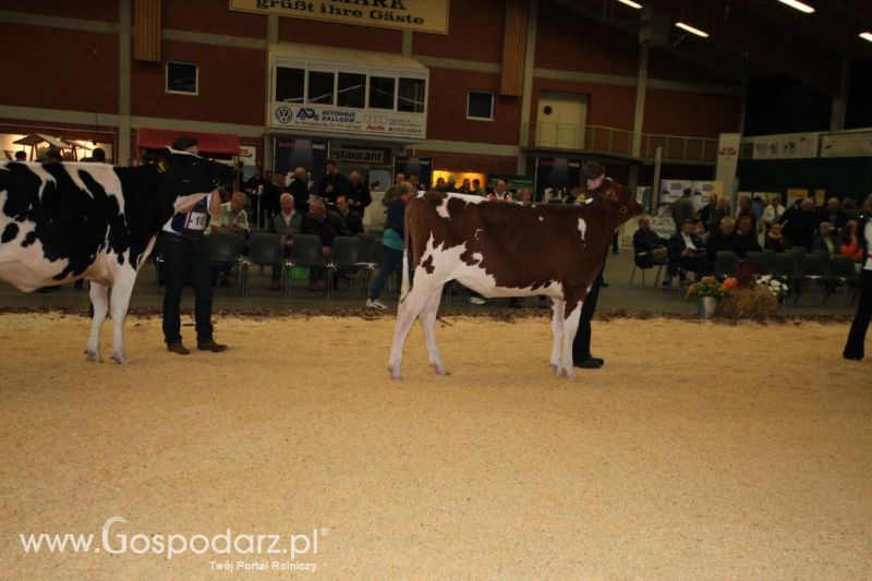 Wystawa  Blickpunkt Rind 2013 w miejscowości Paaren/Glien (Niemcy)