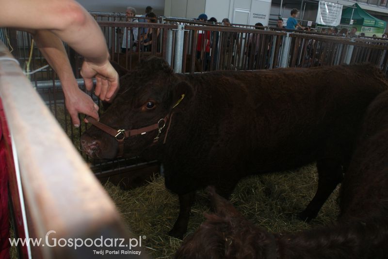 Bydło mięsne na XXV Krajowej Wystawie Zwierząt Hodowlanych