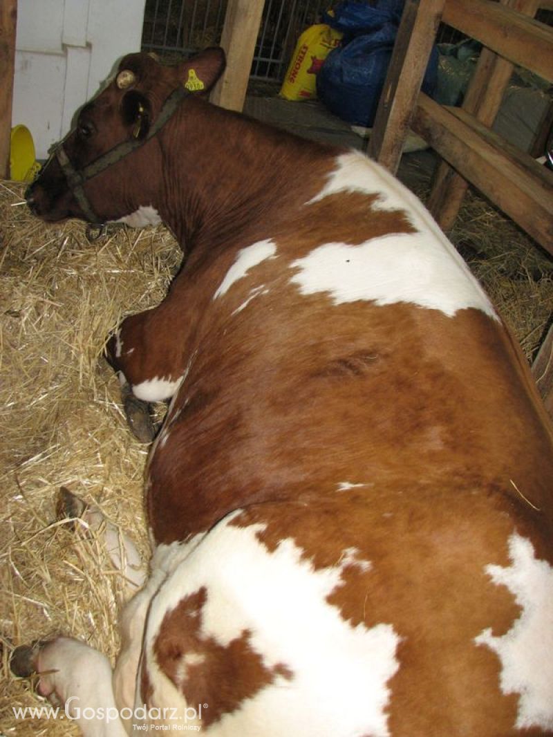 Bydło mleczne na XXV Krajowej Wystawie Zwierząt Hodowlanych