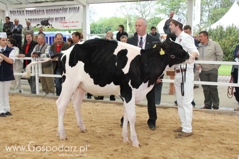 VII Ogólnopolska Wystawa Bydła Hodowlanego - Sielinko 2012
