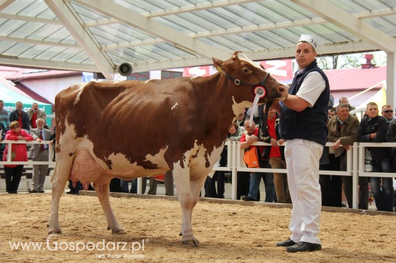 VII Ogólnopolska Wystawa Bydła Hodowlanego - Sielinko 2012