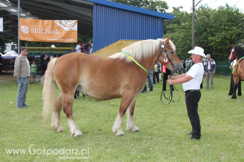 Wręczenie nagród na XVIII Regionalnej Wystawie Zwierząt Hodowlanych w Szepietowie