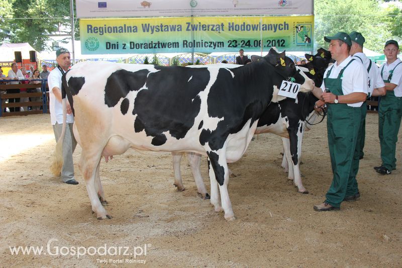Bydło - Szepietowo 2012 XIX Regionalna Wystawa Zwierząt Hodowlanych