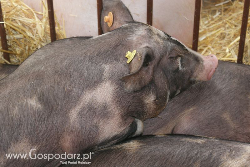 Lochy, knury na XXV Krajowej Wystawie Zwierząt Hodowlanych