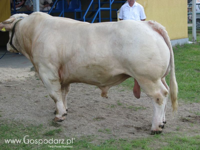 Bydło - Szepietowo 2012 XIX Regionalna Wystawa Zwierząt Hodowlanych