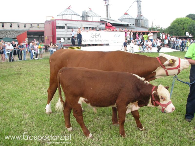 Bydło - Szepietowo 2012 XIX Regionalna Wystawa Zwierząt Hodowlanych