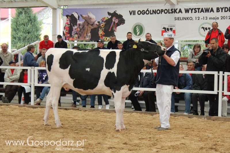 VII Ogólnopolska Wystawa Bydła Hodowlanego - Sielinko 2012