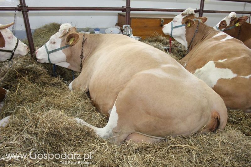 VII Ogólnopolska Wystawa Bydła Hodowlanego - Sielinko 2012