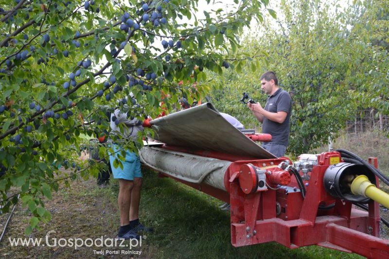 Zbiór śliwek agregatem MAJA CLASSIC