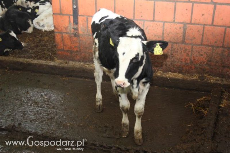 Wyjazd studyjny na farmę w Hohenhameln (Niemcy)