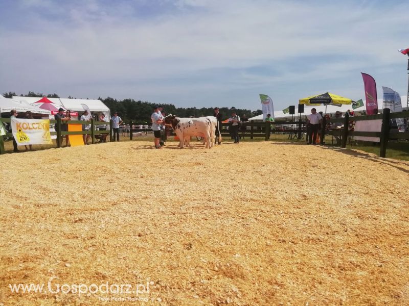 Opologra 2019