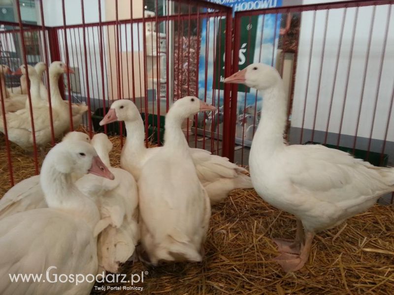 XXVI Krajowa Wystawa Zwierząt Hodowlanych - sobota i niedziela
