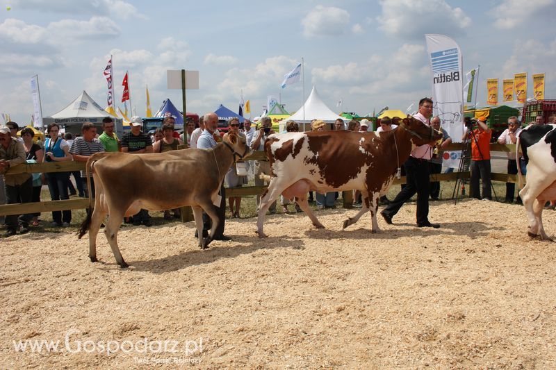 Superchampioni i championi Śląskiej Wystawy Bydła Mlecznego Opolagra 2011