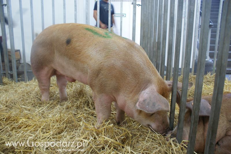 Lochy, knury na XXV Krajowej Wystawie Zwierząt Hodowlanych