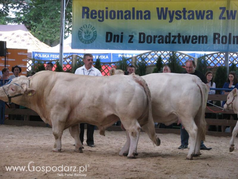 Bydło - Szepietowo 2012 XIX Regionalna Wystawa Zwierząt Hodowlanych