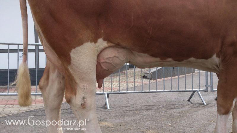 KWZH 2015. Bliskie spotkania ze zwierzętami hodowlanymi