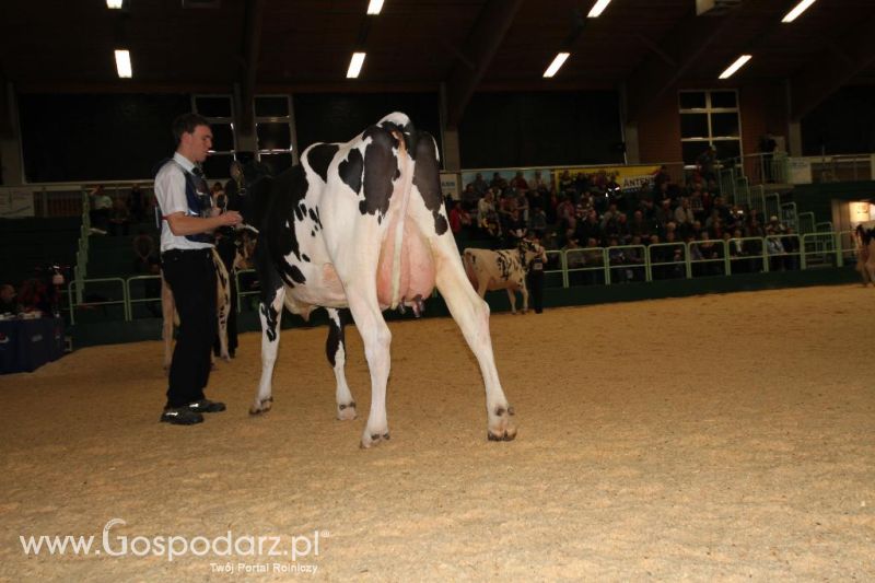 Wystawa  Blickpunkt Rind 2013 w miejscowości Paaren/Glien (Niemcy)