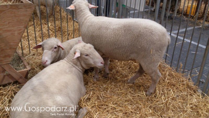 KWZH 2015. Bliskie spotkania ze zwierzętami hodowlanymi