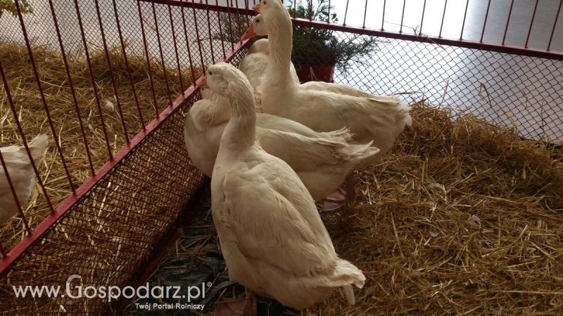 KWZH 2015. Bliskie spotkania ze zwierzętami hodowlanymi