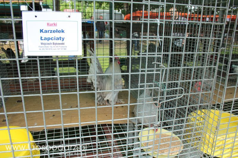 XX Targi Rolnicze Lubniewice - zwierzęta