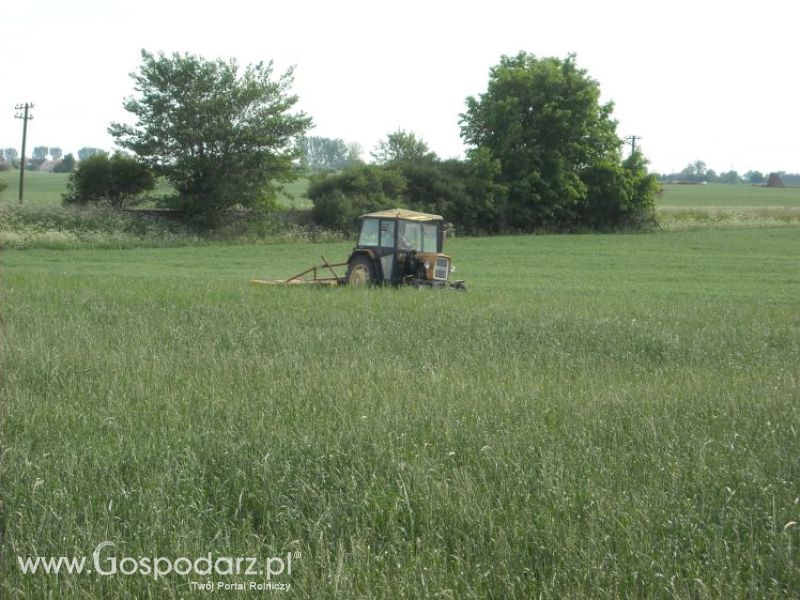 pierwsze sianokosy w roli głownej ursus c330M...