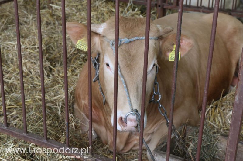 Krajowa Wystawa Zwierząt Hodowlanych w Poznaniu 2017 (piątek, 5 maja)