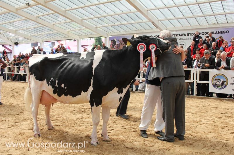 Championi VII Ogólnopolskiej Wystawy Bydła Hodowlanego - Sielinko 2012