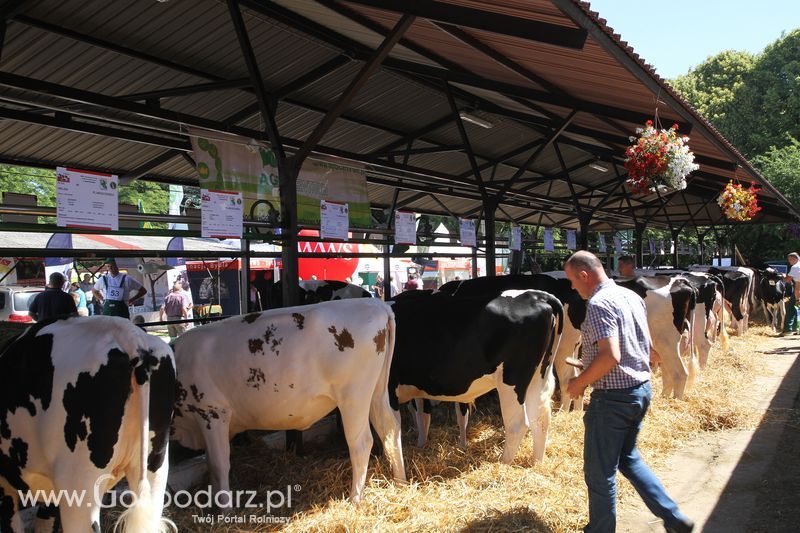 Wystawa zwierząt w Szepietowie